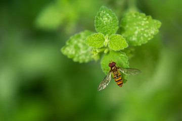 Marmalade Hoverfly (episyrphus balteatus) On Green Leaf.