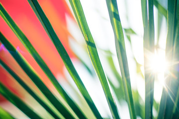 Tropical feeling: Close up of palm leaves, sunshine