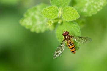 Marmalade Hoverfly (episyrphus balteatus) On Green Leaf.