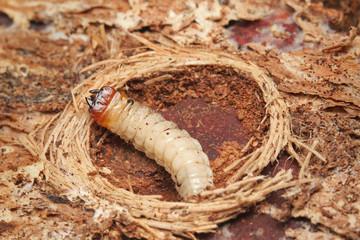 Larva of the longhorn beetle Rhagium bifasciatum with its typical puping chamber.