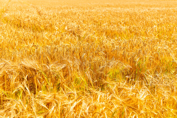 Autumn Landscape of Golden Wheat Field