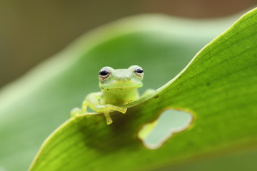 Ghost Glass Frog sitting on leaf