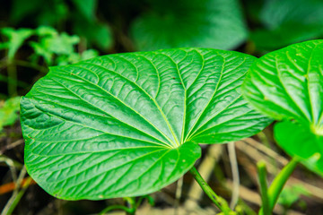 Kava Piper methysticum plant leaves outdoor from the garden use to make Kava drink of people in Pacific Ocean cultures