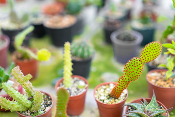 Cactus in small pot, planting gardening hobby
