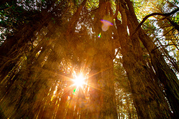 Obraz na płótnie Canvas Sun flares shine thru pine tress forest park as background