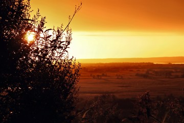 Silhouettes of tree branches on the background of a bright sunset