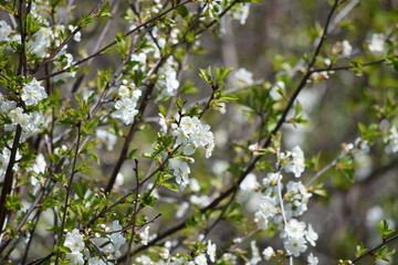 Blossoming cherry tree