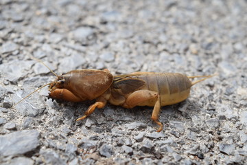 Photo of the Mole cricket