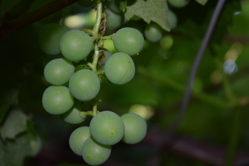Bunch of green grapes