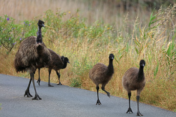 Emu mit Jungen auf Futtersuche in Australien