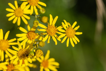 flowers of the Botanical Garden of Saverne, close up