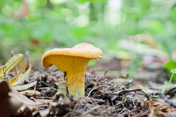 Mushroom yellow chanterelle (Cantharellus cibarius) grows in the woods