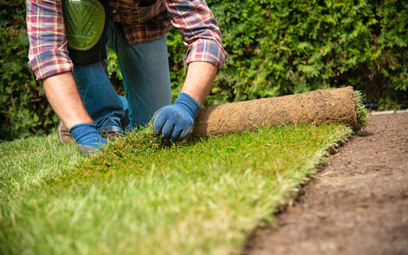 Installing Turf Rolls In The Garden