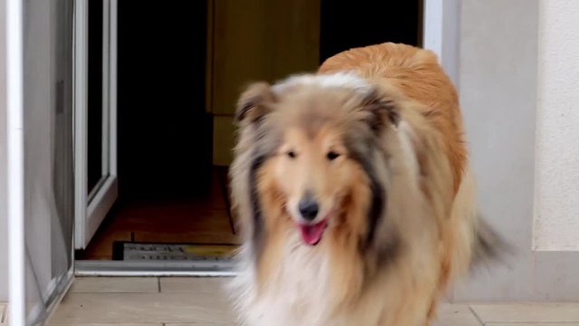 Rough Collie Opens A Kitchen Screen Door To Access The Garden Outside