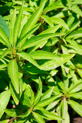 Bright green plant, street balsam - background texture leaves