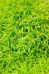 Green fine grass bush texture - background algae greens