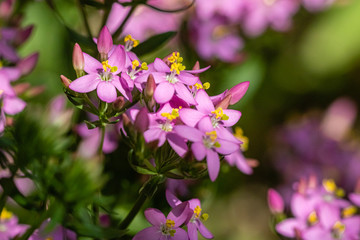 Fototapeta na wymiar flowers of the Botanical Garden of Saverne, close up