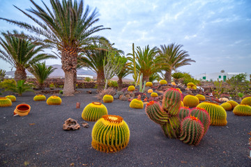 Lanzarote Garden