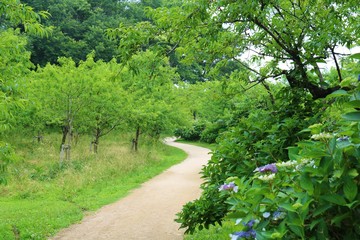 風景　道　歩く　緑　あじさい　公園　茨城