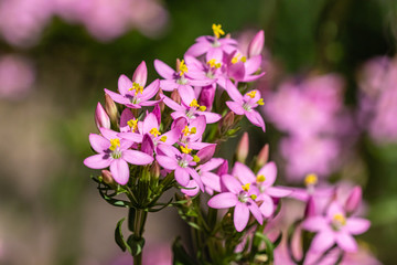 flowers of the Botanical Garden of Saverne, close up