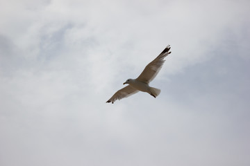 Landscape beautiful blue clouds bird flying in cloudy sky - background