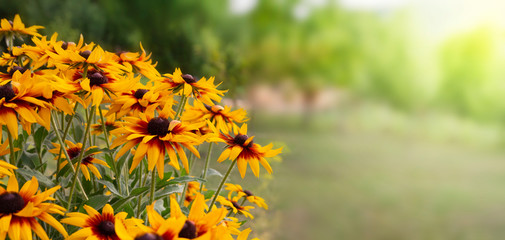 yellow rudbeckia summer flowers in garden