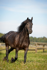 Obraz premium Klacz fryzyjska na padoku