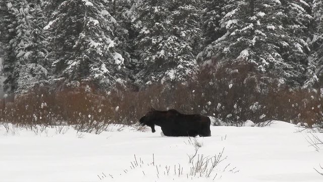 Moose (Alces alces) bull plowing through snowcovered forest and eating from willows,  in Yellowstone N.P.