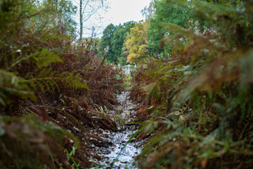 water in the grass thickets in the city park