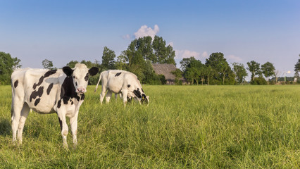 Two Holstein cows in a meadow near Groningen, Netherlands