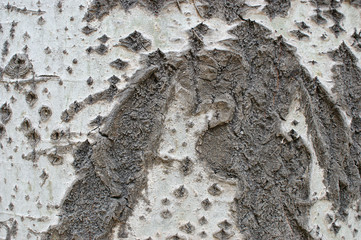 poplar bark. texture of old poplar bark