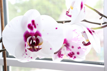 White beautiful large orchids on a white background