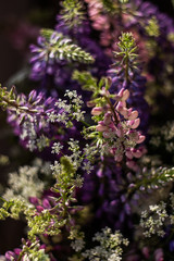 Obraz premium bouquet of wild lupins