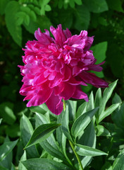 Obraz premium big peony flower in the garden
