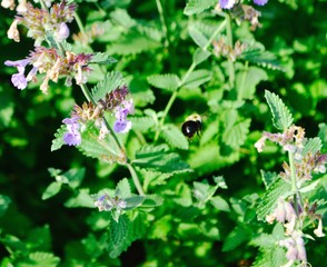 Bumble bee flying away