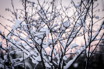 The branch of tree has covered with heavy snow and sunset time in winter season at Holiday Village Kuukiuru, Finland.