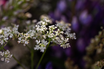 bouquet of wild lupins