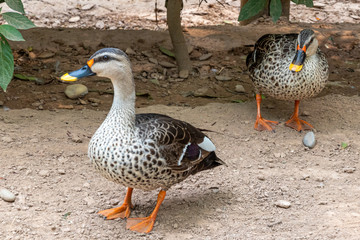Indian spot-billed duck, Pair of duck.