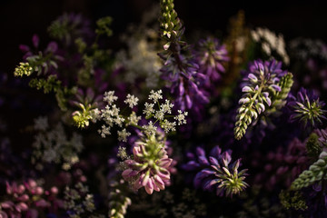 bouquet of wild lupins