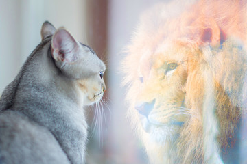 Fototapeta Cat looking at mirror and sees itself as a lion. Self esteem or desire concept. obraz