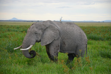 Fototapeta na wymiar Elephant in Kenia Africa