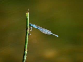 Goblet-marked damselfly perched on a branch, near Xativa, Spain
