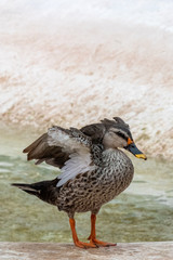 Indian spot-billed duck standing outside of pond, tried to open feathers