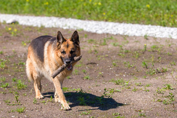 A brown and black German Shepherd dog wearily carries a stick in its mouth. Selective focus. The background is blurred.