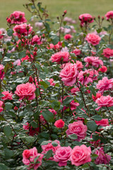 A large bush of pink roses in the rain. A lot of buds. Vertical frame. One can see falling droplets of rain. Selective focus.