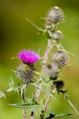 Obraz premium Blooming plant spines with a purple flower and a blurred green background. There are still spikes out of focus. Vertical frame.