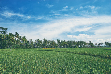 Fototapeta na wymiar Tropical landscape. Green rice field, coconut palms and blue sky.