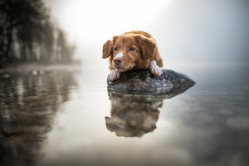 Nova Scotia Duck Tolling Retriever is lying on a rock in a lake. Beautiful dog in amazing landscape.