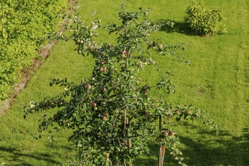 Fototapeta na wymiar Beautiful top down view of apple tree full of apples on green grass background. Summer backgrounds.