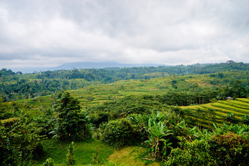 Fototapeta na wymiar Beautiful landscape with green rice terraces. Bali, Indonesia.
